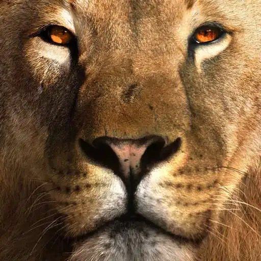 Play CAPP MASTERSCLUB APK