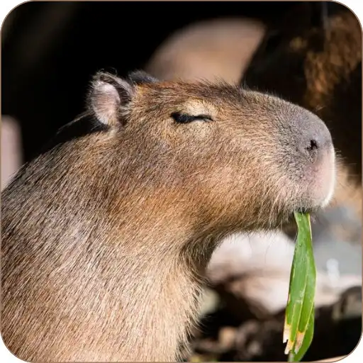 Play Capybara Cute Wallpaper APK Play Capybara Cute Wallpaper APK