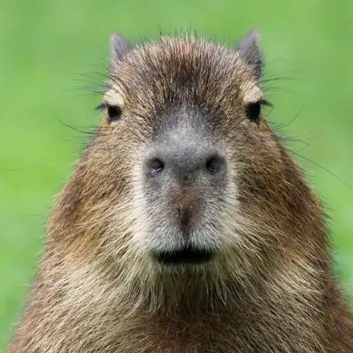 Play Capybara Song APK Play Capybara Song APK