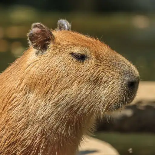 Play Capybara Wallpaper Cute Funny APK