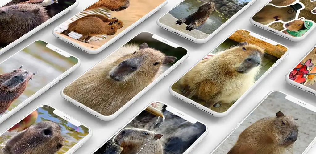 Play Capybara Wallpaper Cute Funny  and enjoy Capybara Wallpaper Cute Funny with UptoPlay