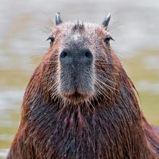 Play Capybara Wallpaper HD APK Play Capybara Wallpaper HD APK