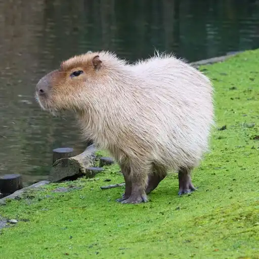Play Capybara wallpaper APK Play Capybara wallpaper APK