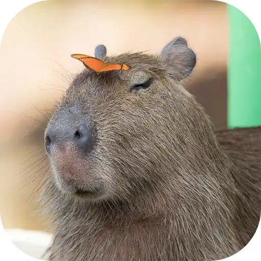 Play Capybara Wallpaper : Meme APK