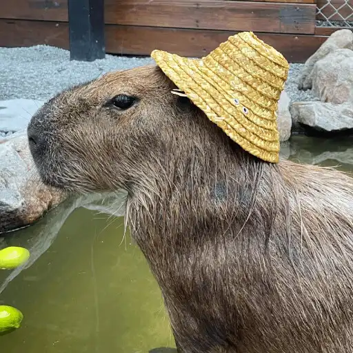 Play Capybara Wallpapers 2023 HD 4k APK
