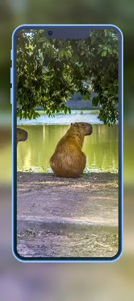 Play Capybara Wallpapers 2023 HD 4k  and enjoy Capybara Wallpapers 2023 HD 4k with UptoPlay