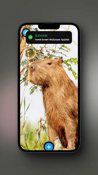Play Capybara wallpaper  and enjoy Capybara wallpaper with UptoPlay