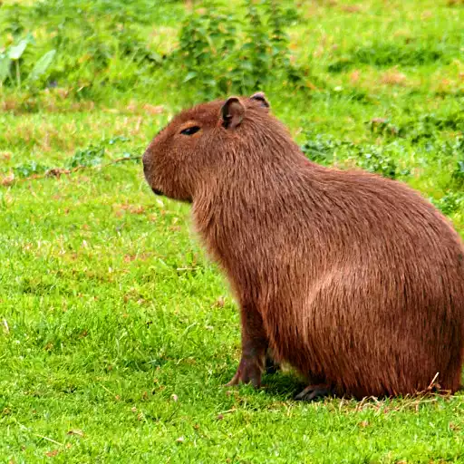 Free play online Capybara Wallpapers APK