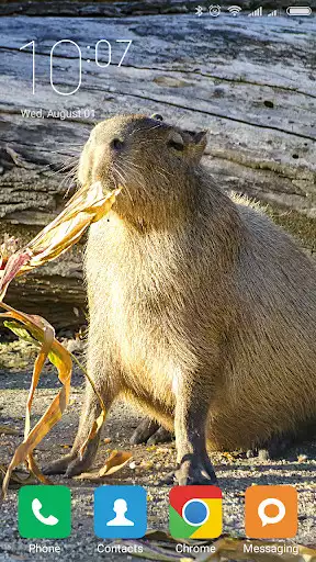 Play Capybara Wallpapers