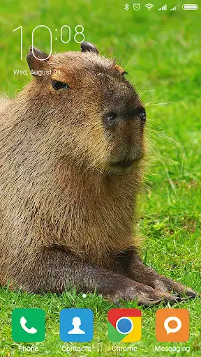 Play Capybara Wallpapers