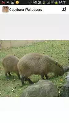 Play Capybara Wallpapers