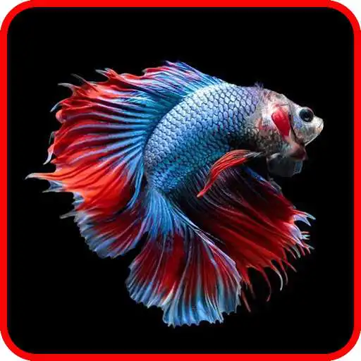 Free play online Cara Budidaya Ikan Cupang APK