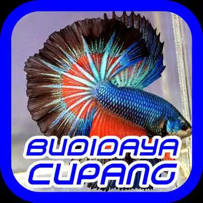 Play Cara Budidaya Ikan Cupang