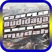 Free play online Cara Budidaya Ikan Lele Gampang APK