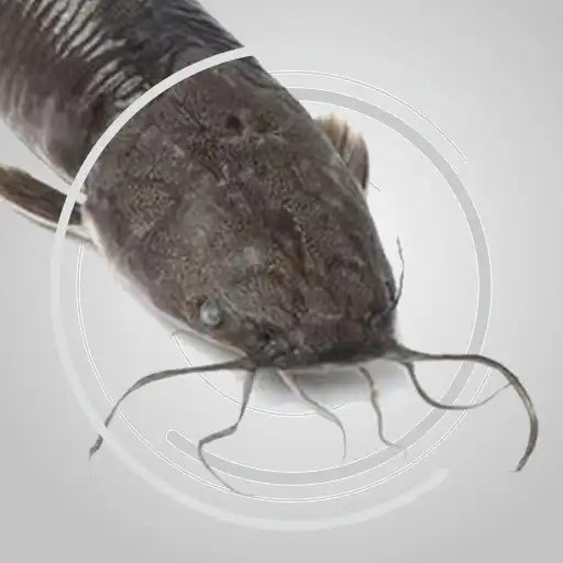 Play Cara Budidaya Ikan Lele APK