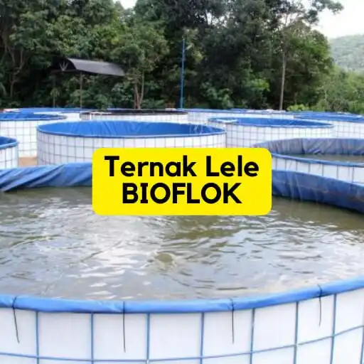 Play Cara Budidaya Lele Bioflok and enjoy Cara Budidaya Lele Bioflok with UptoPlay Play Cara Budidaya Lele Bioflok and enjoy Cara Budidaya Lele Bioflok with UptoPlay