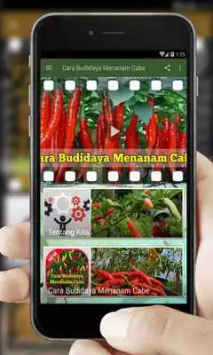 Play Cara Budidaya Menanam Cabe