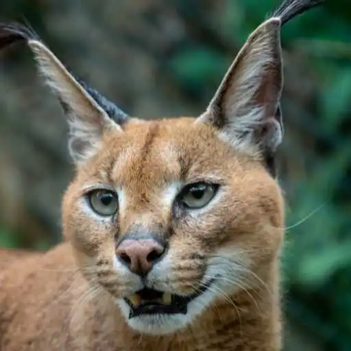 Play Caracal Wallpaper APK