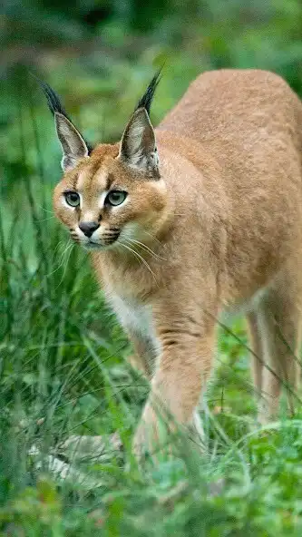 Play Caracal Wallpaper  and enjoy Caracal Wallpaper with UptoPlay