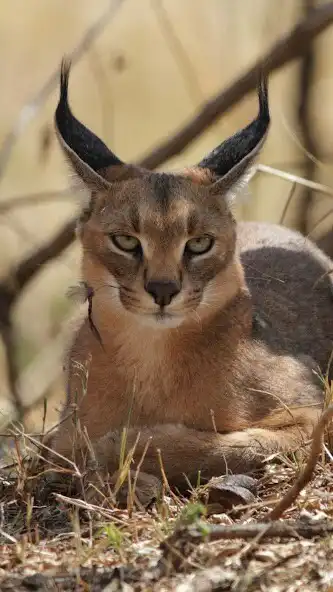 Play Caracal Wallpaper as an online game Caracal Wallpaper with UptoPlay