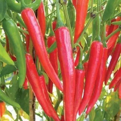 Play CARA MENANAM CABE APK