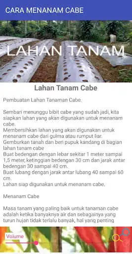 Play CARA MENANAM CABE as an online game CARA MENANAM CABE with UptoPlay