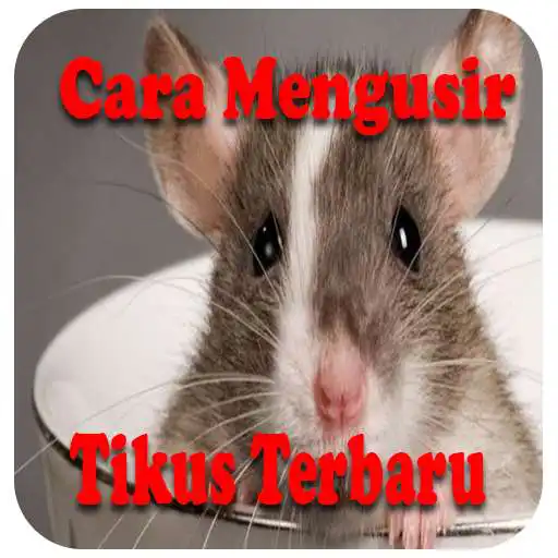 Play Cara Mengusir Tikus Terbaru Mudah Dan Ampuh APK