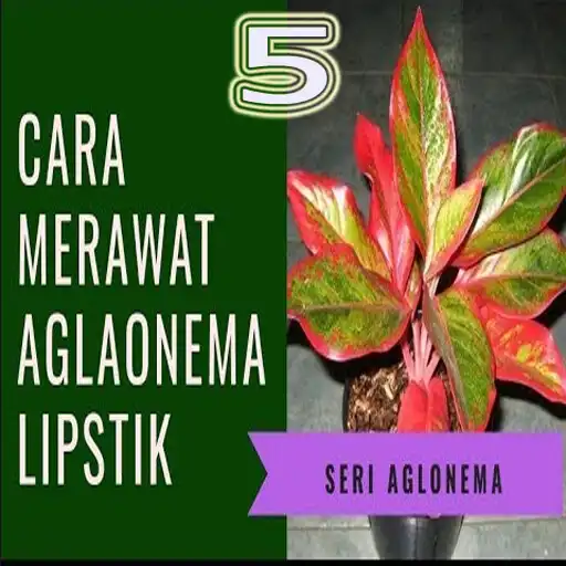 Play Cara Merawat Aglonema Lipstik APK