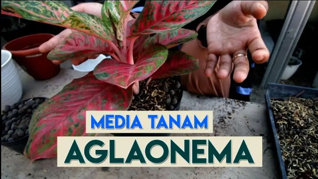 Play Cara Merawat Aglonema Lipstik  and enjoy Cara Merawat Aglonema Lipstik with UptoPlay