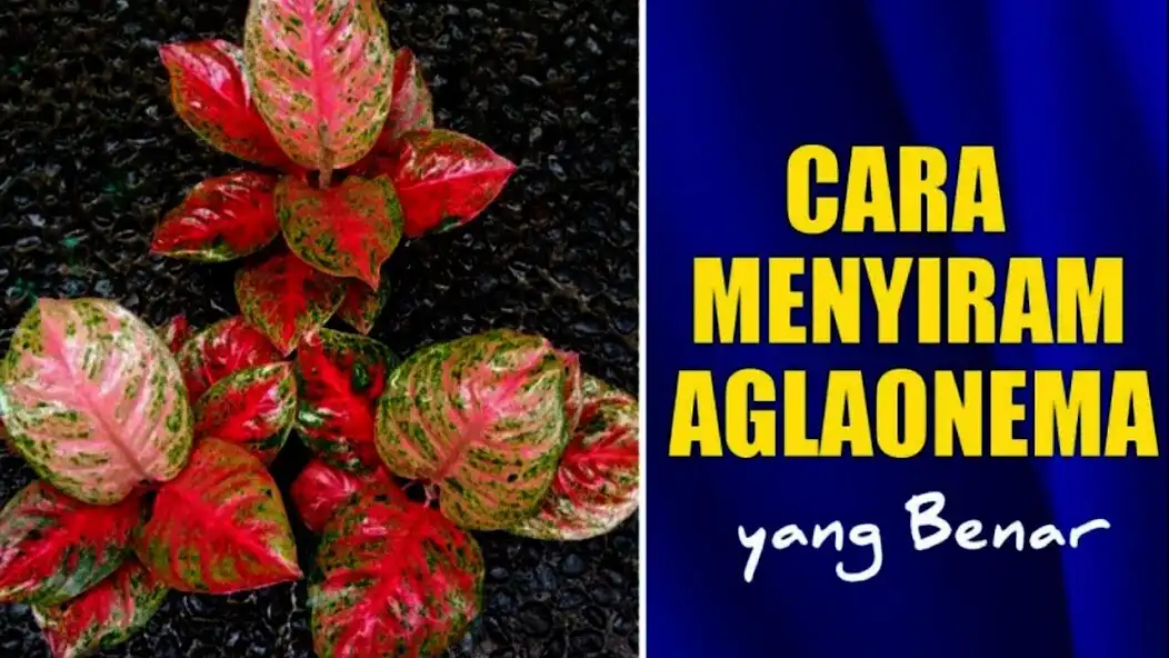 Play Cara Merawat Aglonema Lipstik as an online game Cara Merawat Aglonema Lipstik with UptoPlay