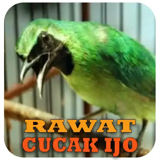 Play Cara Merawat Cucak Ijo APK Play Cara Merawat Cucak Ijo APK