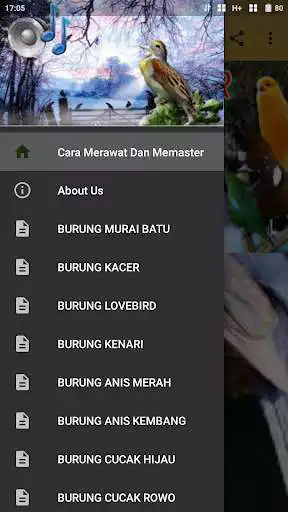 Play Cara Merawat Dan Memaster Burung Kicau