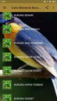 Play Cara Merawat Dan Memaster Burung Kicau