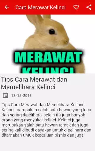 Play Cara Merawat Kelinci  and enjoy Cara Merawat Kelinci with UptoPlay