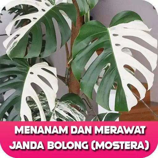 Play Cara Merawat Tanaman Janda Bolong APK