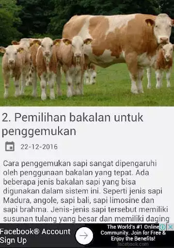 Play Cara Penggemukan Sapi Unggul  and enjoy Cara Penggemukan Sapi Unggul with UptoPlay