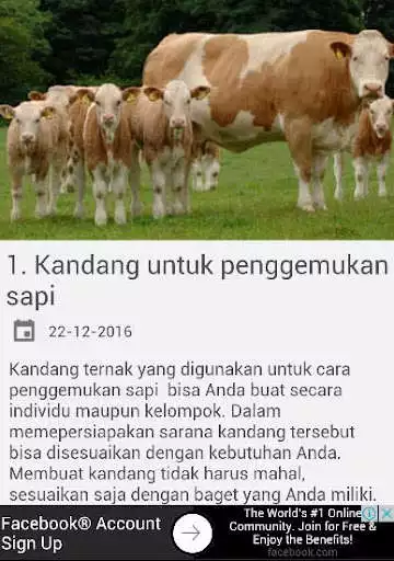 Play Cara Penggemukan Sapi Unggul as an online game Cara Penggemukan Sapi Unggul with UptoPlay