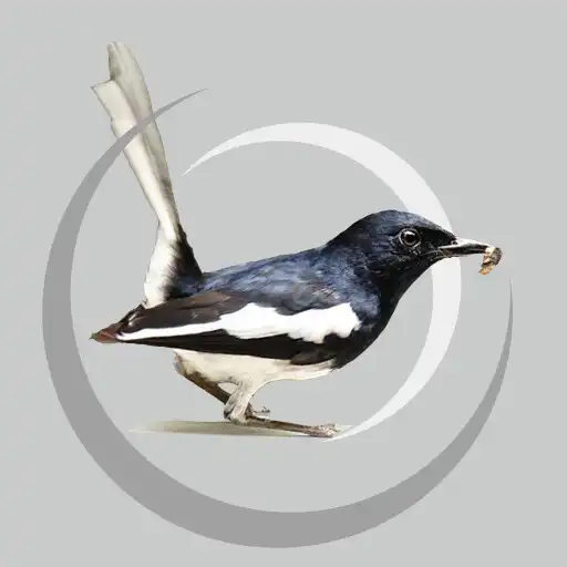 Play Cara Ternak Burung Kacer APK