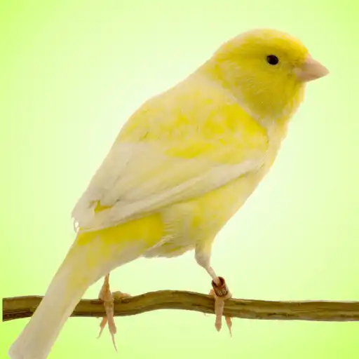 Play Cara Ternak Burung Kenari APK