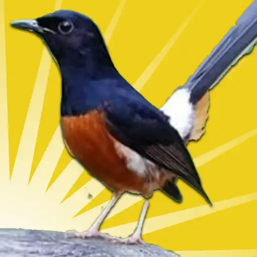 Play Cara Ternak Burung Murai Batu APK