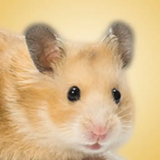 Play Cara Ternak Hamster Lucu APK