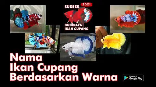 Play Cara Ternak Ikan Cupang 2021 Lengkap as an online game Cara Ternak Ikan Cupang 2021 Lengkap with UptoPlay