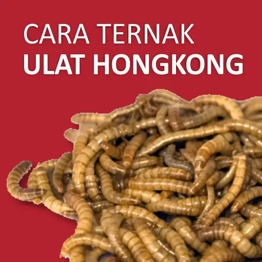 Play Cara Ternak Ulat Hongkong APK