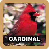 Free play online Cardinal Bird Singing Sound APK Free play online Cardinal Bird Singing Sound APK