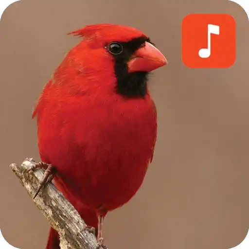 Play Cardinal bird sound ringtones APK