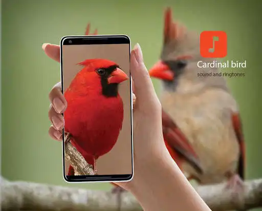 Play Cardinal bird sound ringtones  and enjoy Cardinal bird sound ringtones with UptoPlay