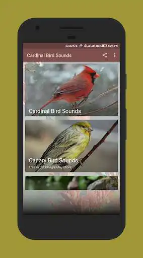 Play Cardinal Bird Sound and enjoy Cardinal Bird Sound with UptoPlay Play Cardinal Bird Sound and enjoy Cardinal Bird Sound with UptoPlay