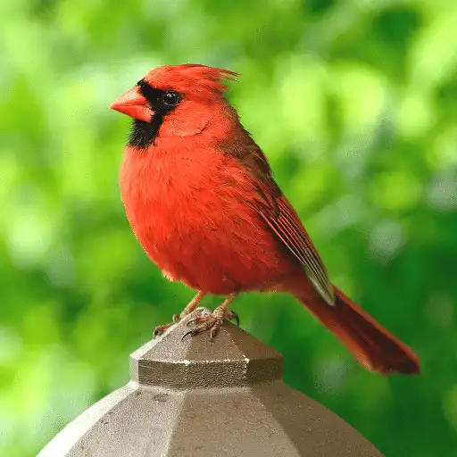 Play Cardinal Bird Sounds APK Play Cardinal Bird Sounds APK
