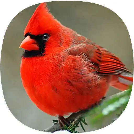 Play Cardinal Birds Sounds APK Play Cardinal Birds Sounds APK