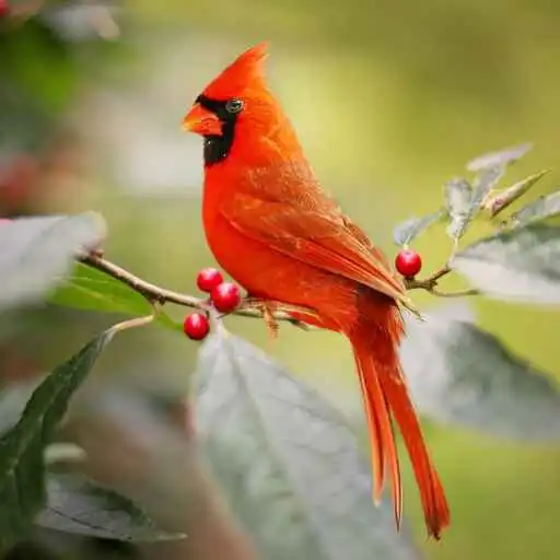 Play Cardinal Bird Wallpaper APK